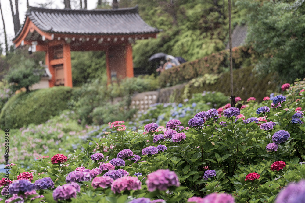 京都府 - 【三室戸寺(みむろとじ)のあじさい】 京都府 - 【三室戸寺(みむろとじ)のあじさい】