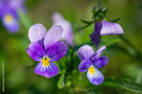 Purple violet flowers close-up.