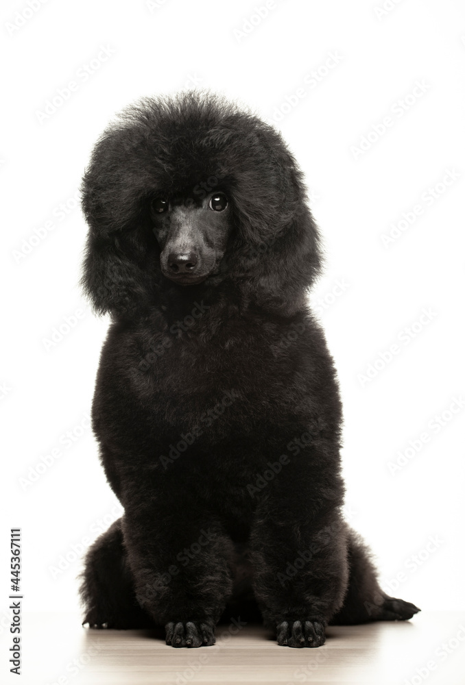 image of dog white background