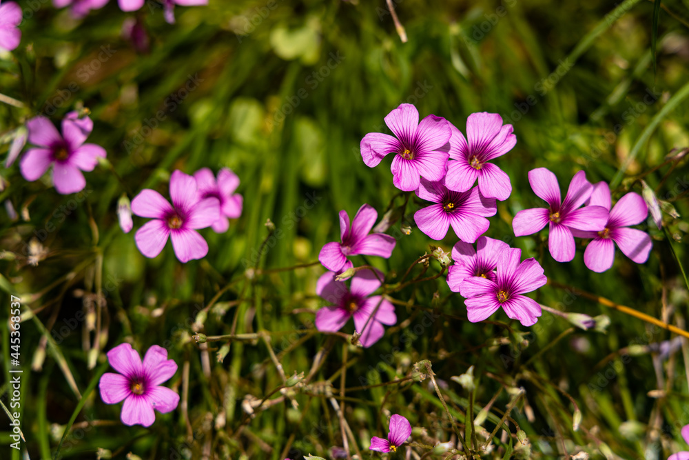 ピンクの花