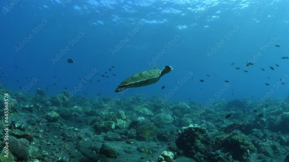 Hawksbill Sea Turtle is swimming along a coral reef and looking for food. Amazing underwater world of Tulamben, Bali, Indonesia. Hawksbill Sea Turtle is swimming along a coral reef and looking for food. Amazing underwater world of Tulamben, Bali, Indonesia.