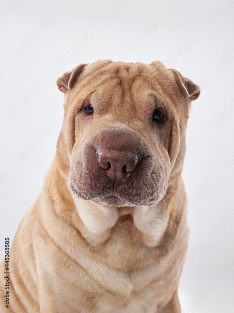 Shar Pei on white background. The dog smiles, funny face