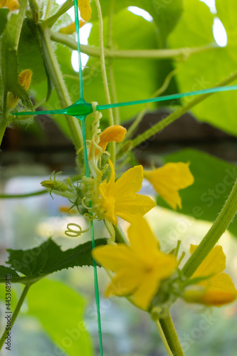 Cucumber flowers in a greenhouse with a gardening mesh.