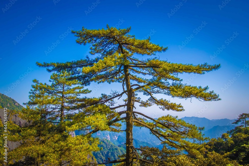 Obraz premium view from the mountain pine