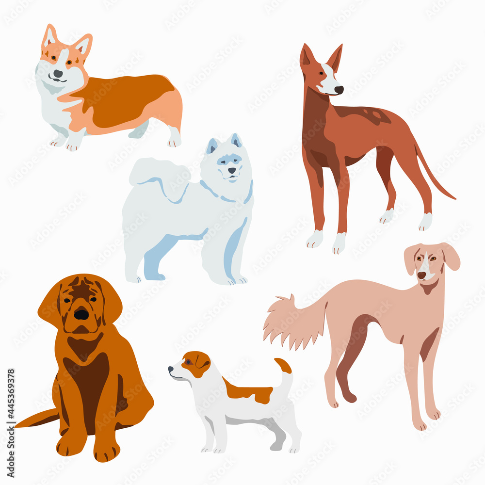 Set of different breeds of dogs. Vector hand drawn illustration in flat style. Isolated on white background