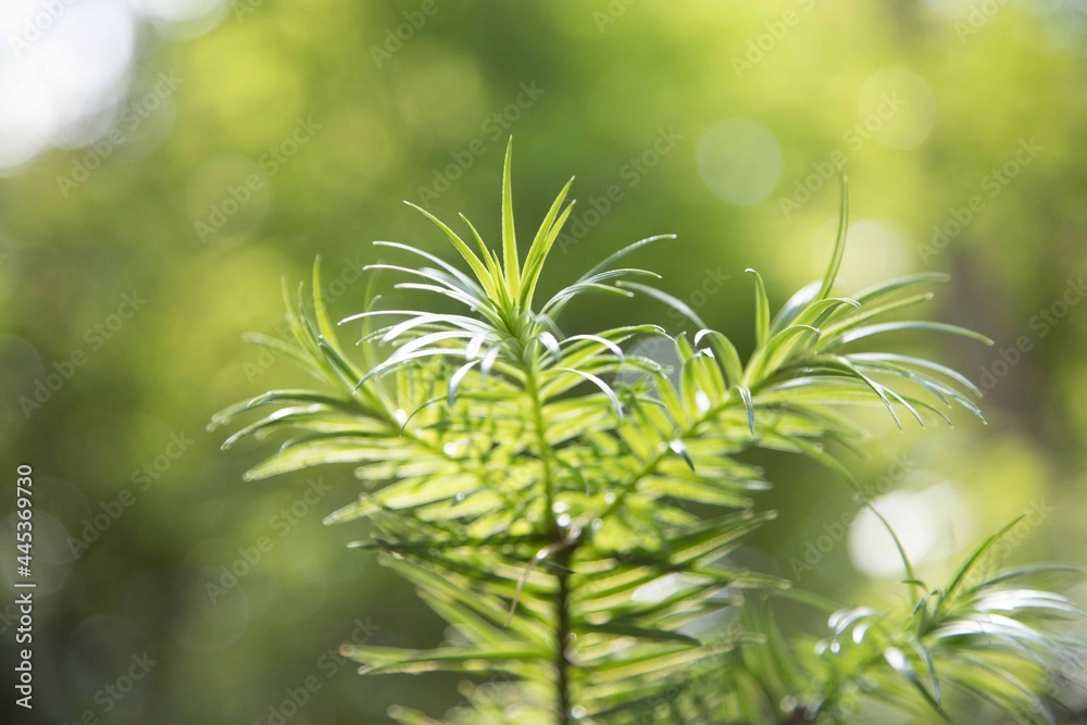 green leaves background green leaves background