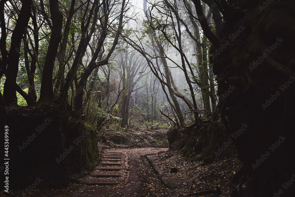 Obraz premium Footpah in mysterious foggy forest. Anaga national park in Tenerife, Spain.