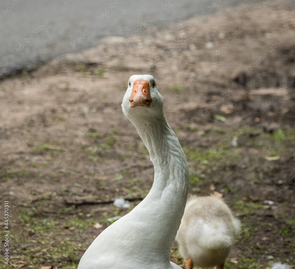 Fototapeta premium White goose looking at the camera with gosling behind