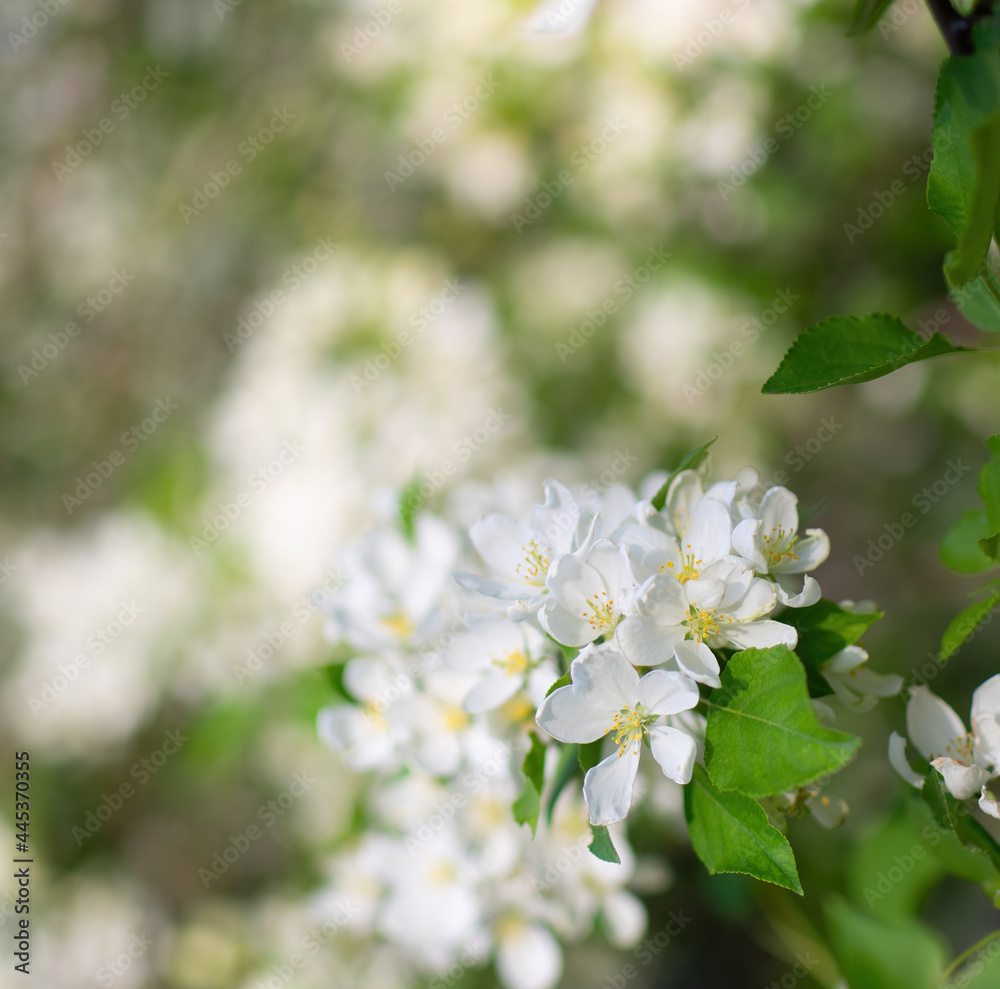 Branch of a blossoming apple tree