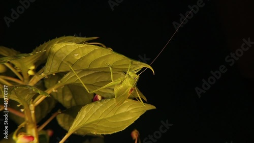 Camouflaged male katydid on leaf.
Those green bugs that look like leaves are called true katydids.
We were so closed to this wondrous green insect that we observed its antenna moving.
Wild nature
 photo