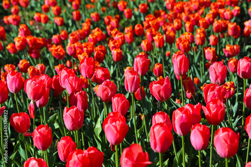 Beautiful scarlet tulips  lit by the sun