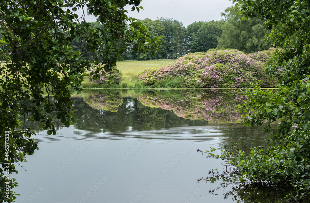 Fototapeta premium Pink flowering shrub reflected in water