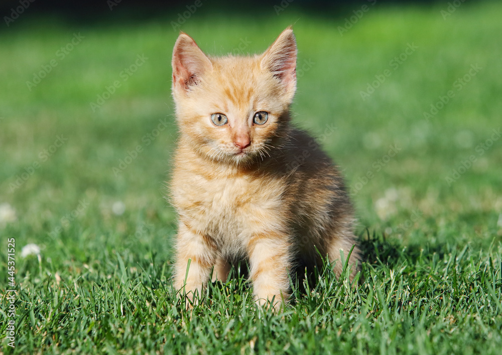 Small cat in a green grass