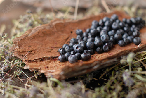 Soft focus, background of forest blueberries freshly picked on a piece of tree bark. Healthy and edible berry.