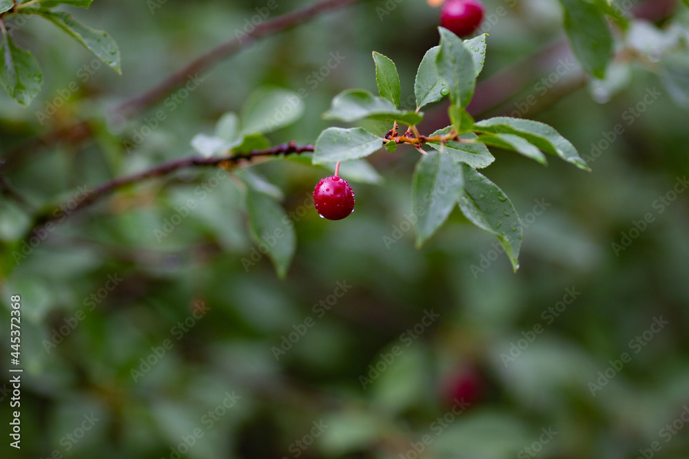 Real nature bakround: cherries on a branch with raindrops in a cherry orchard on a beautiful summer rainy day Real nature bakround: cherries on a branch with raindrops in a cherry orchard on a beautiful summer rainy day