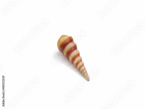 sea snails shell isolated on white background
