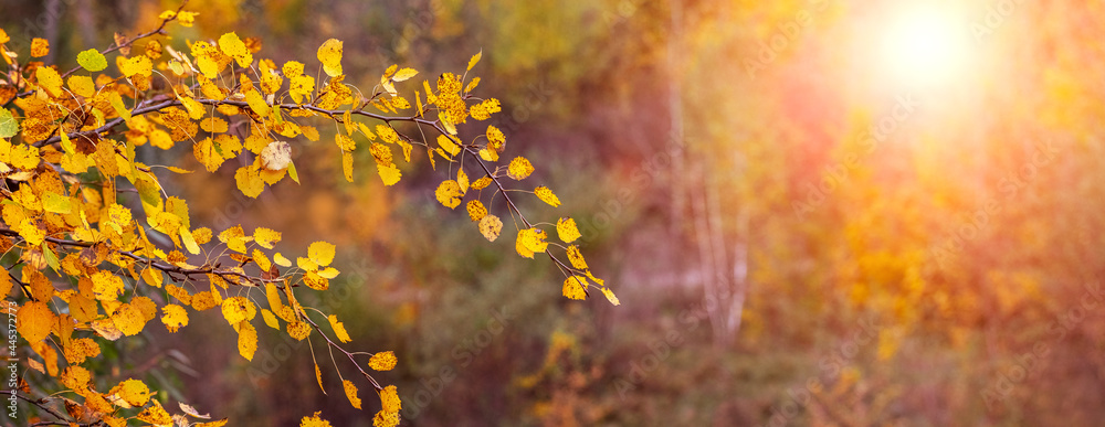 Golden autumn in the forest. Tree branch with yellow autumn leaves in the autumn forest during sunset in warm autumn tones