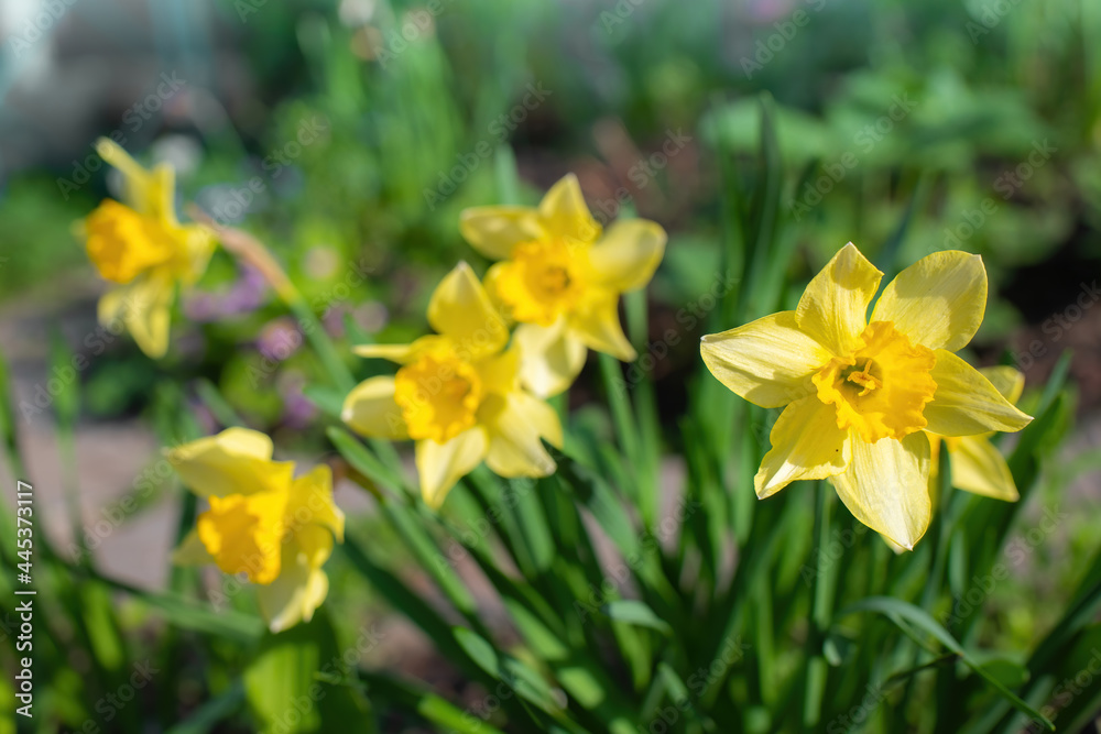 Fototapeta premium Spring flower yellow narcissus
