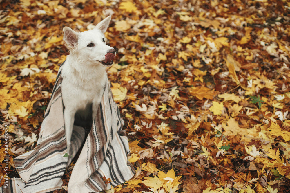 Beautiful cute dog sitting under cozy blanket among fall leaves in autumn woods and licking tongue