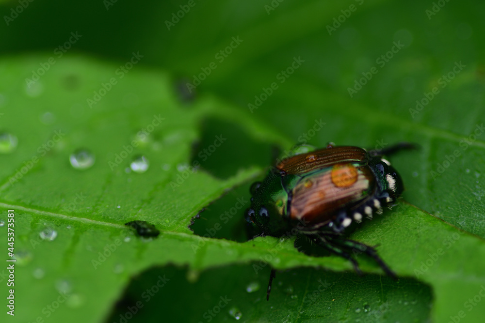 Fototapeta premium マメコガネ（埼玉県/7月）