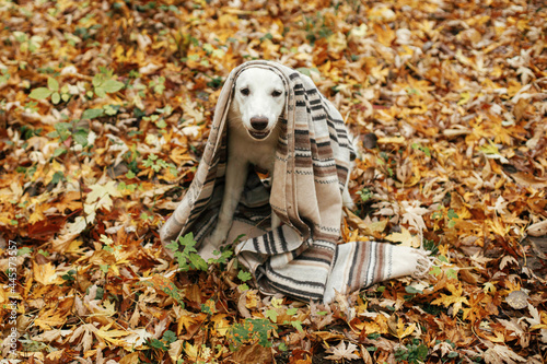 Cute dog under cozy blanket sitting on fall leaves in autumn woods and barking. Funny adorable puppy