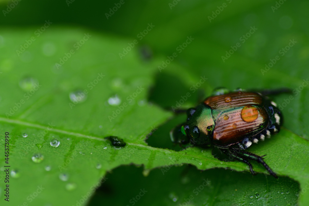 Naklejka premium マメコガネ（埼玉県/7月）