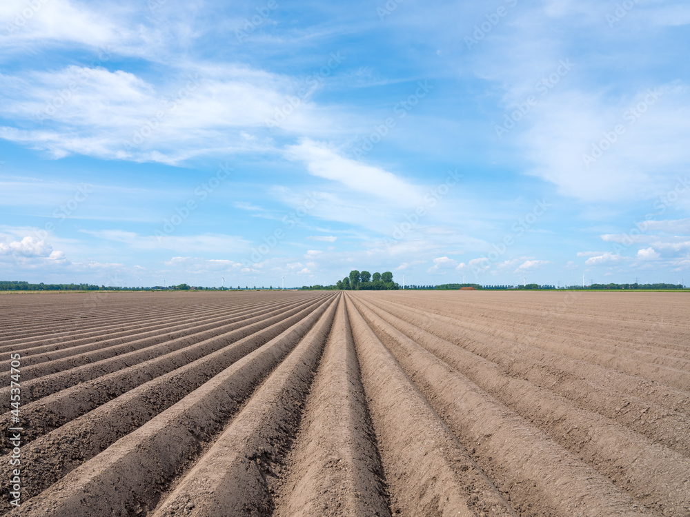 A milled field in Flevoland from which the new potatoes will be harvested later