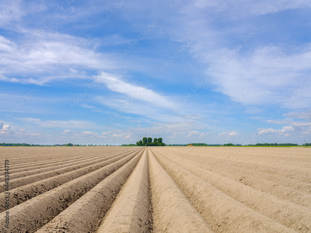 A milled field in Flevoland from which the new potatoes will be harvested later A milled field in Flevoland from which the new potatoes will be harvested later