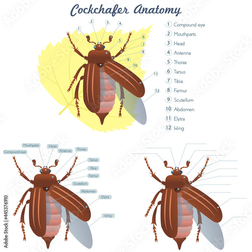 External Anatomy of an African Black Beetle on white background illustration