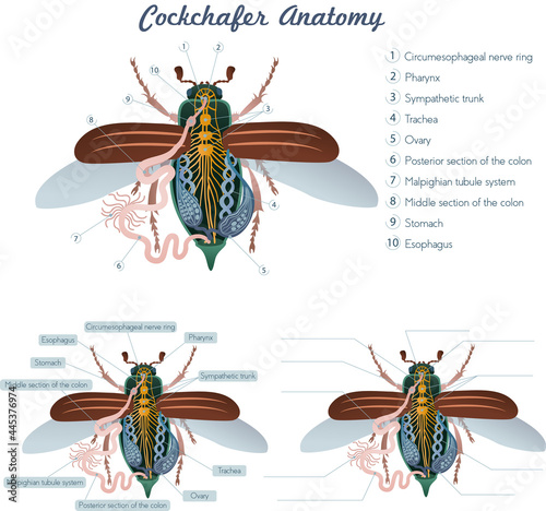 Vector illustration of the simplified internal anatomy of the insect (bee).