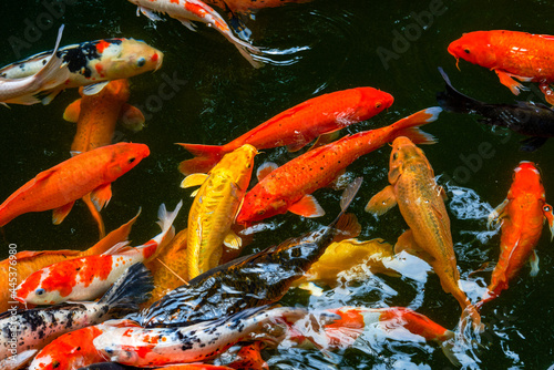 Colorful schools of koi and goldfish in the ornamental fish pond