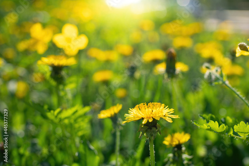 Carpet of dandelions on a blurred background.