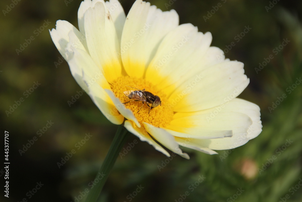 Obraz premium bee on daisy