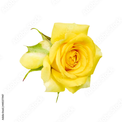 beautiful yellow rose flower isolated on white background. for design posters, banners and invitations