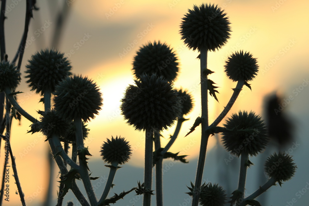 Dark silhouettes of spherical thorny wildflowers against an orange cloudy sunset sky. Eryngium planum, Blue Eryngo. Silhouettes of blooming Blue Eryngo against a dramatic evening sky.