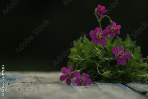 Bouquet of pink flowers on a light wooden old surface on a green background outdoors. Geranium palustre, Marsh Crane's-bill. Pink geranium flowers on a wooden table outdoors. Empty surface. Copy space