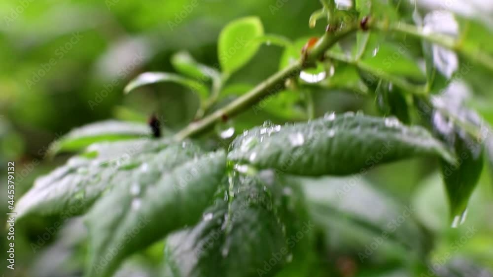 wet green blueberry bushes with a drop of water close up. natural leaves background wet green blueberry bushes with a drop of water close up. natural leaves background