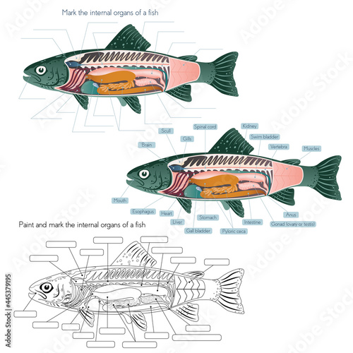 The internal anatomy of the fish