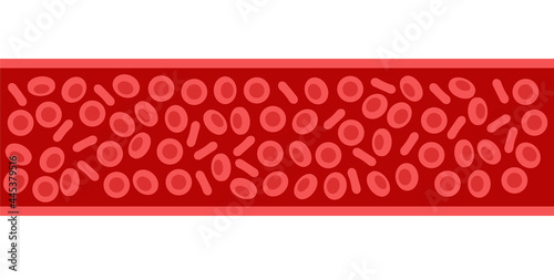erythrocytes in blood vessel