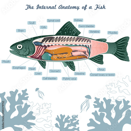 Fish internal organs Vector Art diagram Anatomy with Labels