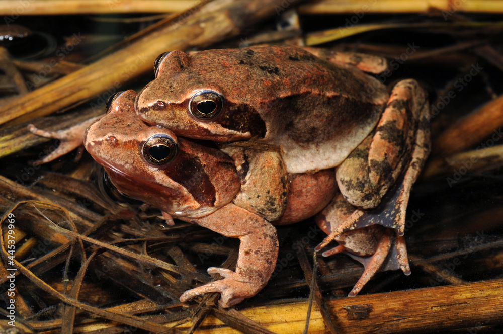 Fototapeta premium Italienischer Springfrosch (Rana latastei) bei der Paarung // Italian agile frog - mating