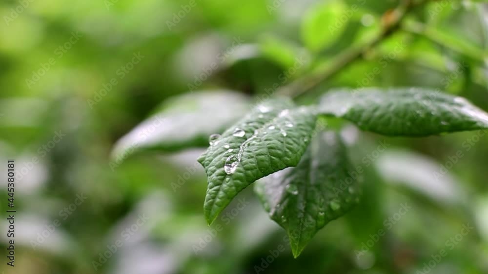 wet green blueberry bushes with a drop of water close up. natural leaves background wet green blueberry bushes with a drop of water close up. natural leaves background