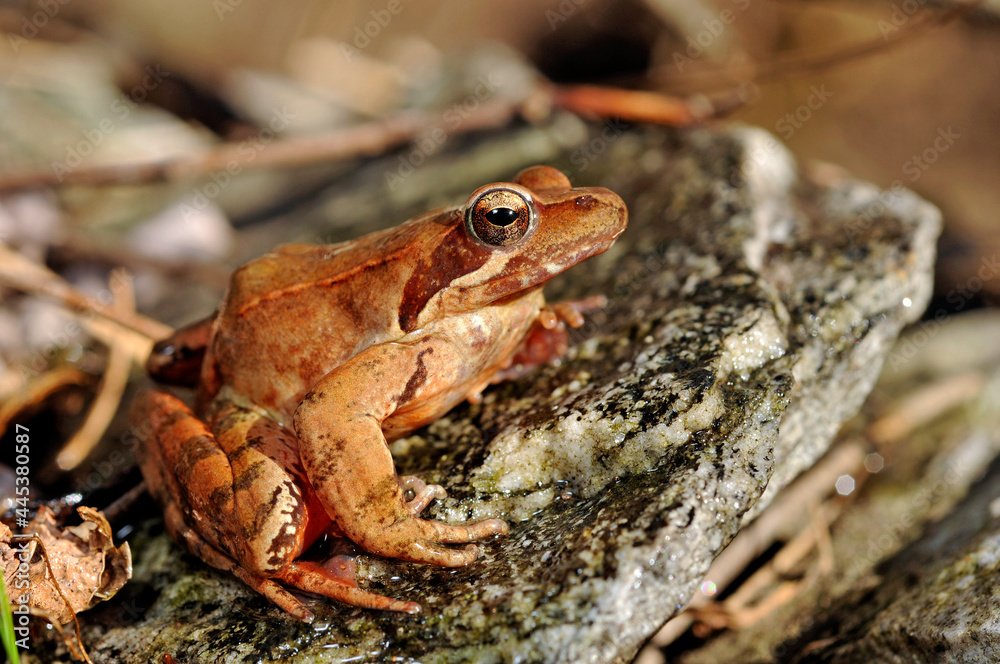 Fototapeta premium Italienischer Springfrosch // Italian agile frog (Rana latastei) 