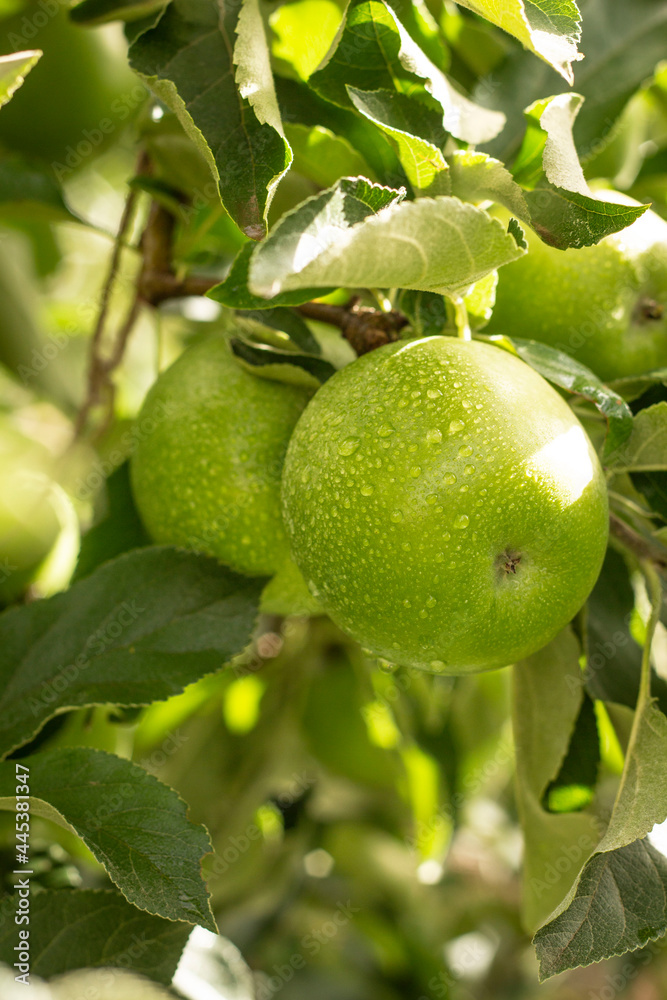 Green Apples in a tree