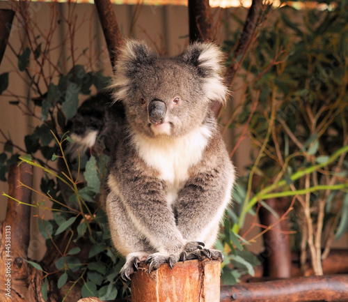 Canvas Print Closeup shot of a cute Koala in a zoo