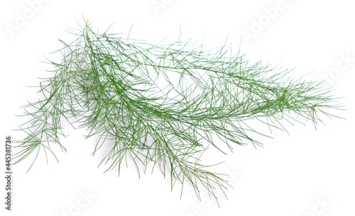 Asparagus officinalis or garden asparagus, folk name sparrow grass. Isolated on white background
