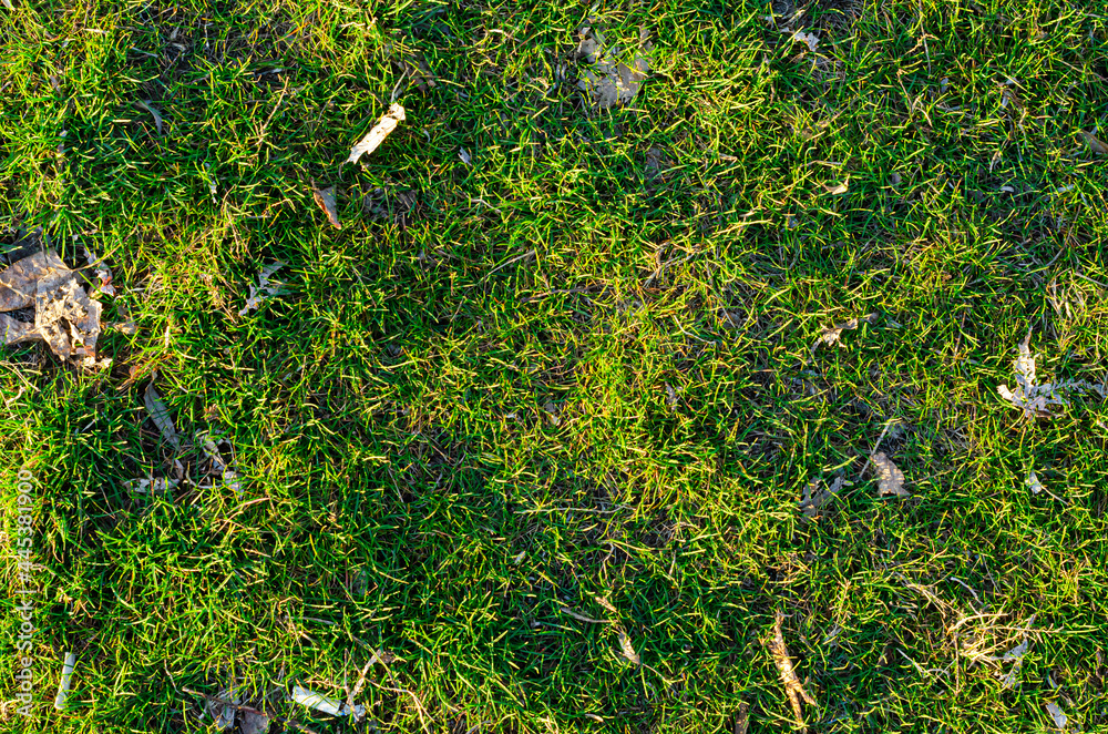 Fototapeta premium Green grass texture with dry leaves