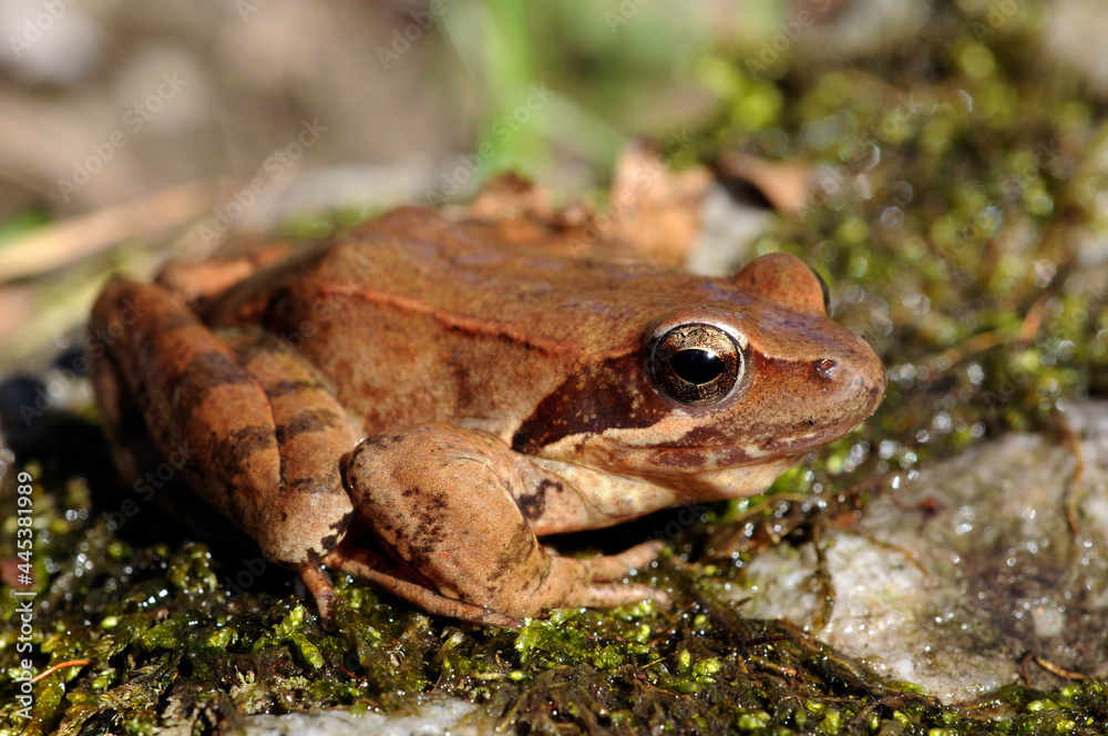 Fototapeta premium Italian agile frog // Italienischer Springfrosch (Rana latastei) 