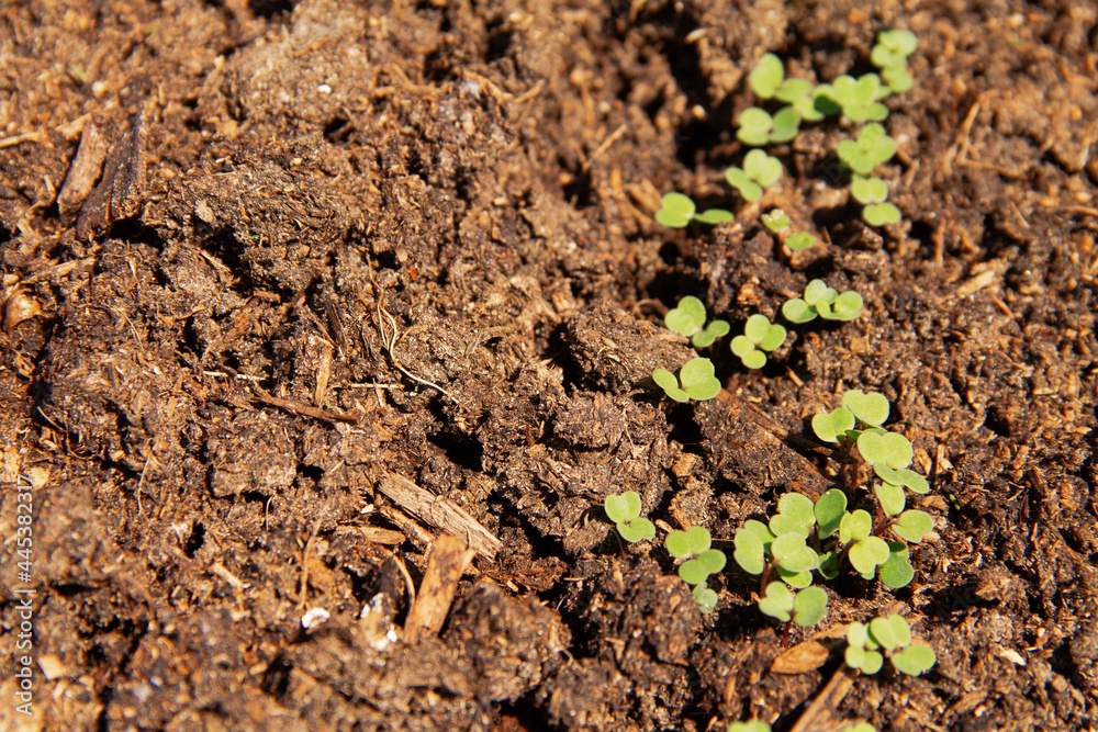 fresh green young shoots of the radish plant in the soil chernozem fresh green young shoots of the radish plant in the soil chernozem