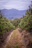 Apple Orchards Capetown, South Africa